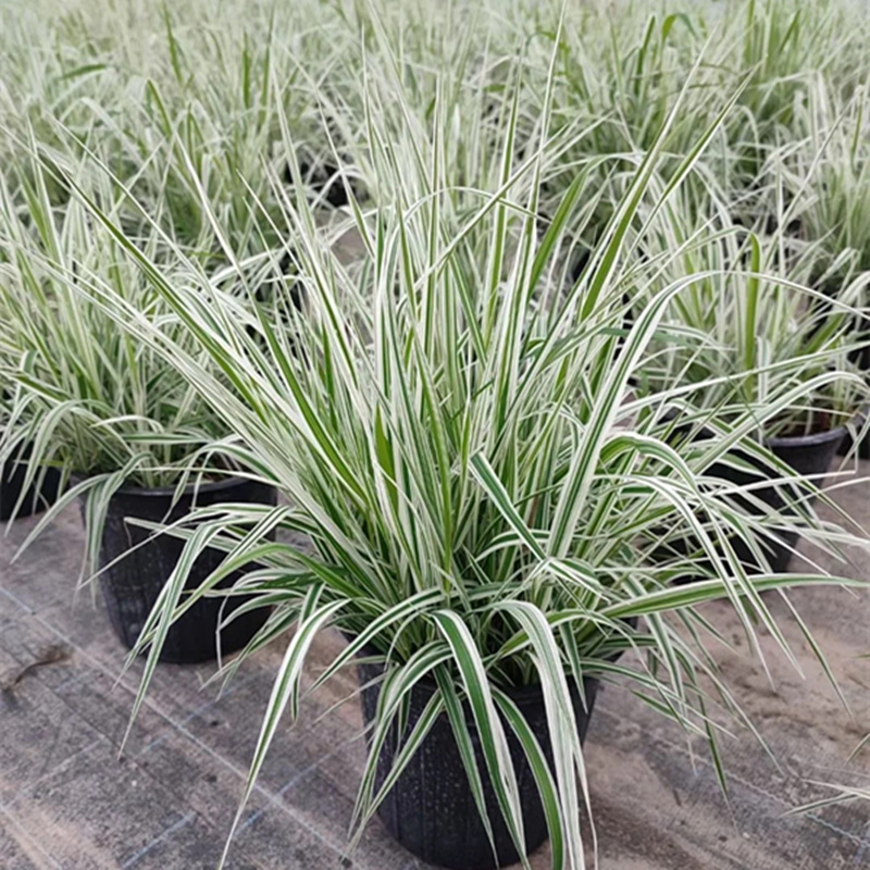 玉带草阳台庭院多年生观叶植物花