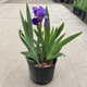 德国鸢尾花苗盆栽春天花室外地栽花卉庭院花园花镜多年生球根植物
