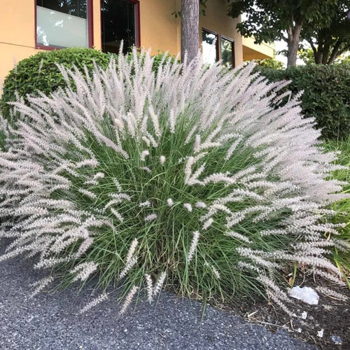 观赏草禾本科宿根植物庭院秋季