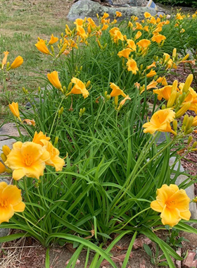 金娃娃萱草盆栽地栽多年生室外阳台庭院花镜植物别墅绿化带大花