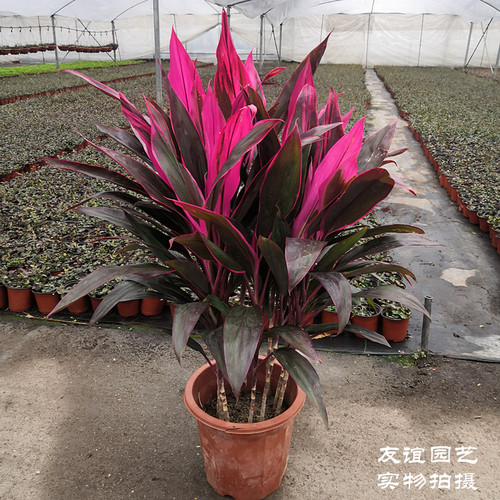朱蕉植物盆栽红叶室内中大型彩虹