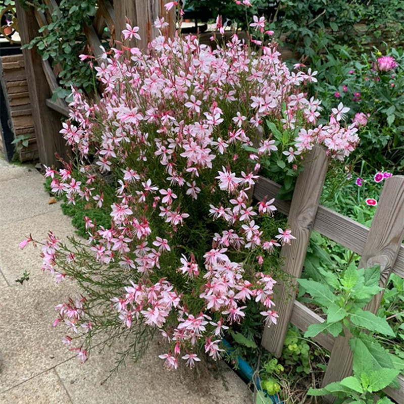 宿根千鸟花山桃草别墅花镜夏秋开