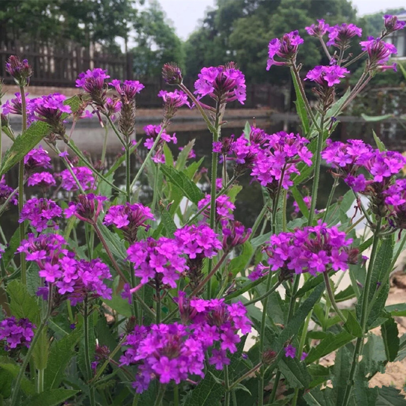 柳叶马鞭草 盆栽 多年生宿根花镜植物阳台庭院花园耐热花期长包邮