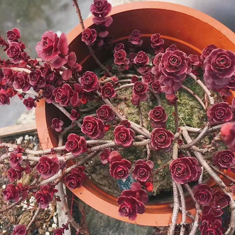 小球玫瑰胭脂红景天盆栽苗阳台庭院花境耐寒红叶地被多肉植物庭院
