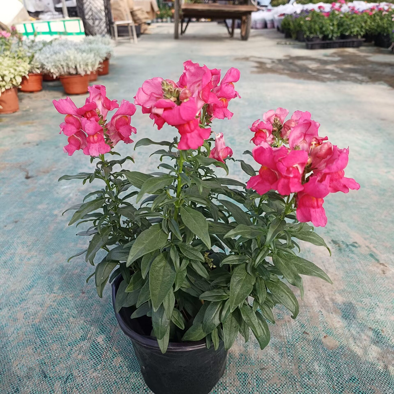 金鱼草盆栽狮子花龙头花