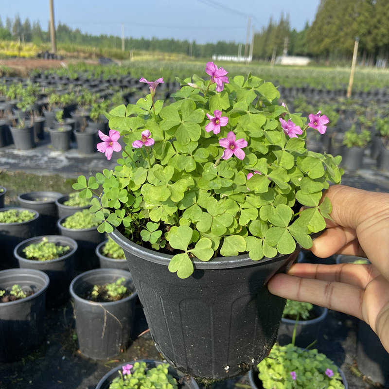 粉花三叶草多年生宿根花卉花园阳台庭院耐寒耐热好养耐干耐阴包邮