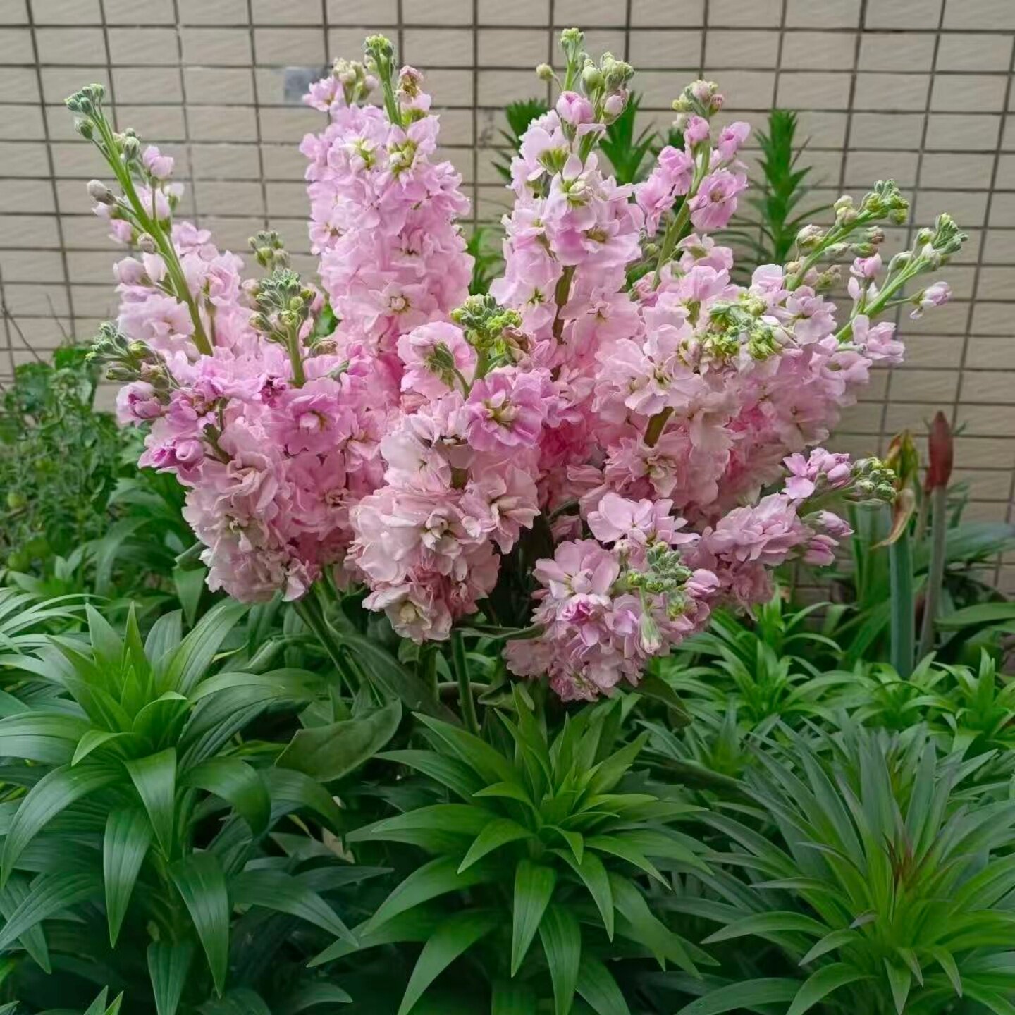 紫罗兰粉色多年生耐寒秋冬春季开花庭院阳台观赏草本花卉盆栽植物