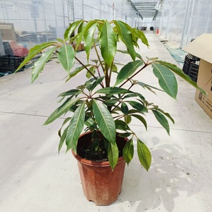 大叶伞保罗网红多年生观叶植物室内室外阳台室绿植带原土包邮