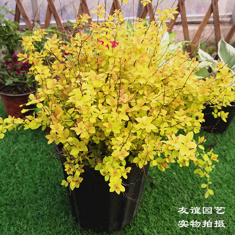 绣线菊庭院花园花镜植物金色黄金喷泉搭配花卉金叶喷雪花枸骨室外