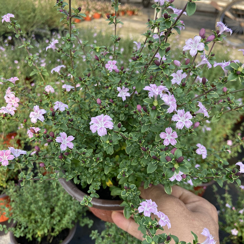 六月雪盆栽粉色多年生木本花卉植物盆景白色花大盆老桩好养阳台