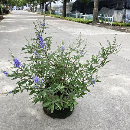 穗花牡荆盆栽绿植树苗薰衣草庭院花境鼠尾草大苗花卉耐热耐寒植物