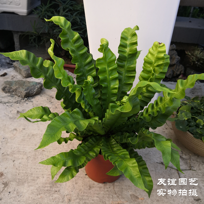 包邮蕨类植物阳台观赏