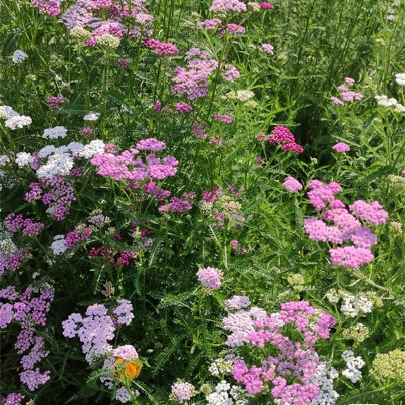 千叶蓍草盆栽花苗西洋草多年生花镜植物花卉阳台植物混色夏季宿根