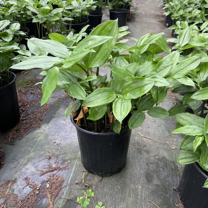 散斑竹根七人工繁育山野草原生种裸根多年生耐阴植物中药材竹节参