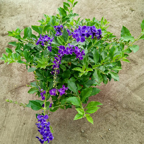 木本花卉花园庭院假连翘秋天