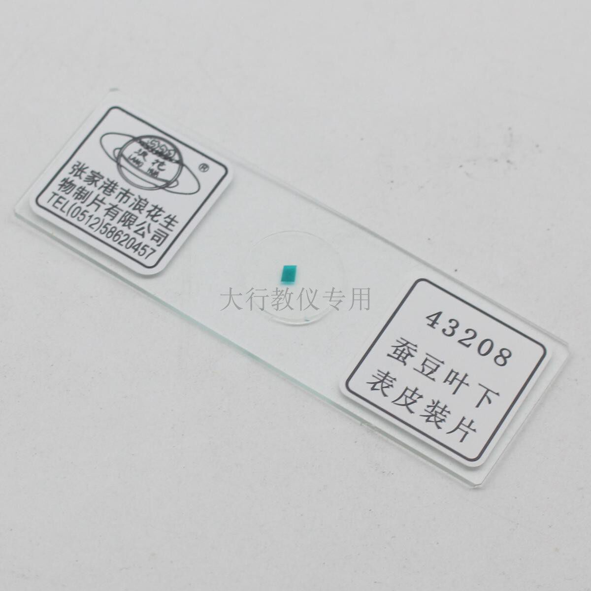 43208蚕豆叶下表皮装片张家港浪花牌中学生物实验室用器材教具