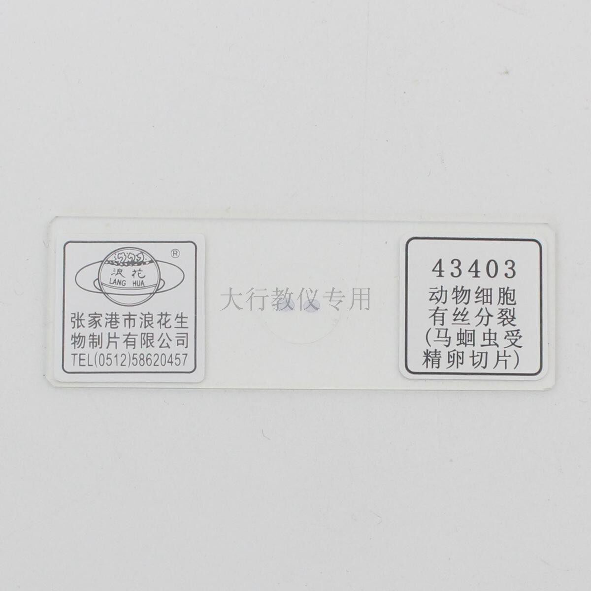 43403动物细胞有丝分裂马蛔虫受精卵切片中学生物实验玻片涂片