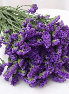 勿忘我鲜花 可以做干花不用水养 梅丰花卉基地直发