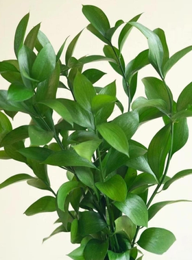 桔叶 鲜切花 云南昆明基地直发 好养易打理