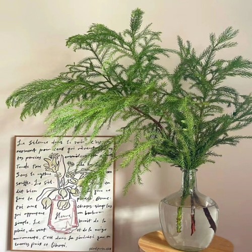 诺贝松天竺少女鲜切花圣诞节