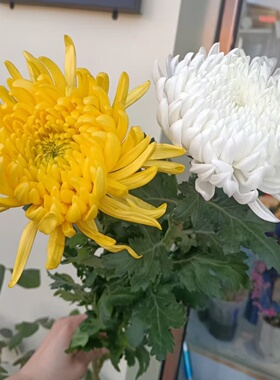 黄菊 白菊 真花 鲜花 云南梅丰花卉基地直发