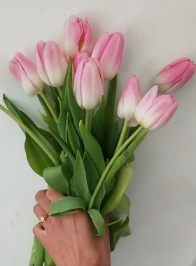 郁金香进口 鲜切花 桌面 花艺 绿植  云南基地直发花卉