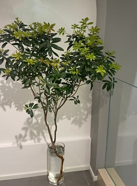 国产马醉木鲜切花耐养容易打理云南昆明梅丰花卉直发