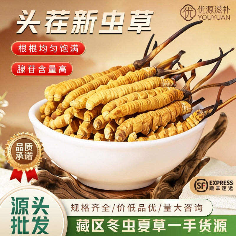 冬虫夏草产地批发冻干虫草资质齐全生态虫草礼盒装足干无断草代发