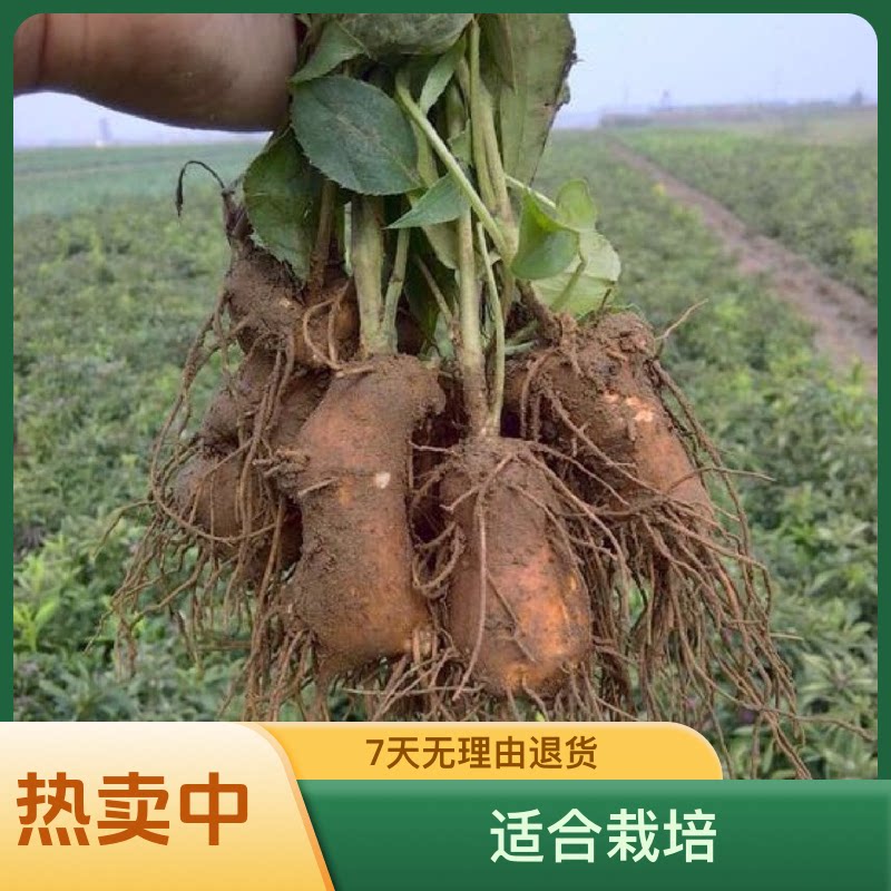 白术种子亩产高达3500斤正宗包邮