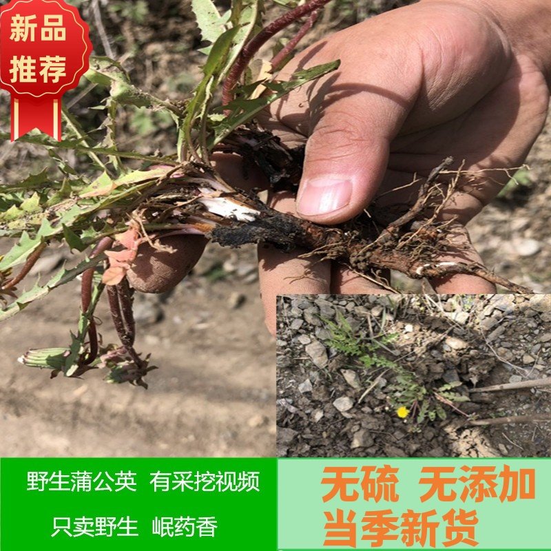蒲公英夏枯草泡水野生整颗特级500克包邮无硫正品养生茶婆婆丁茶