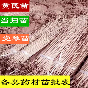 甘肃岷县黄芪苗种植苗活苗 500克包邮搭配当归苗陇西党参苗