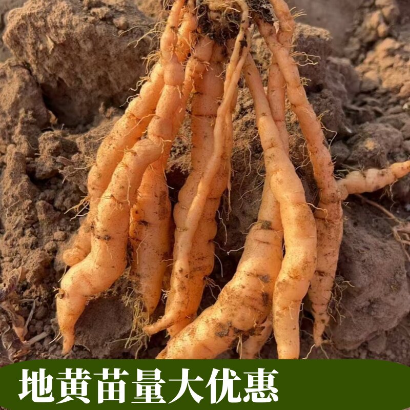 甘肃野生地黄苗新鲜地黄500克包邮生地特级滋补