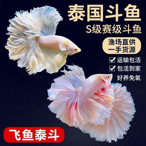 泰国斗鱼一公一母活体好养新手