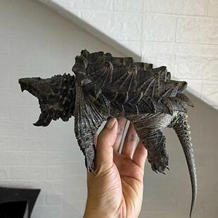 可以长大鳄龟活物真鳄北美小鳄龟中美拟暴刺纯杂佛宠物乌龟幼苗