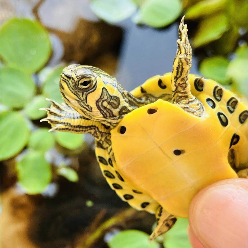 适合家养的深水彩色迷你小乌龟活物黄耳巴西龟苗一公一母情侣认主