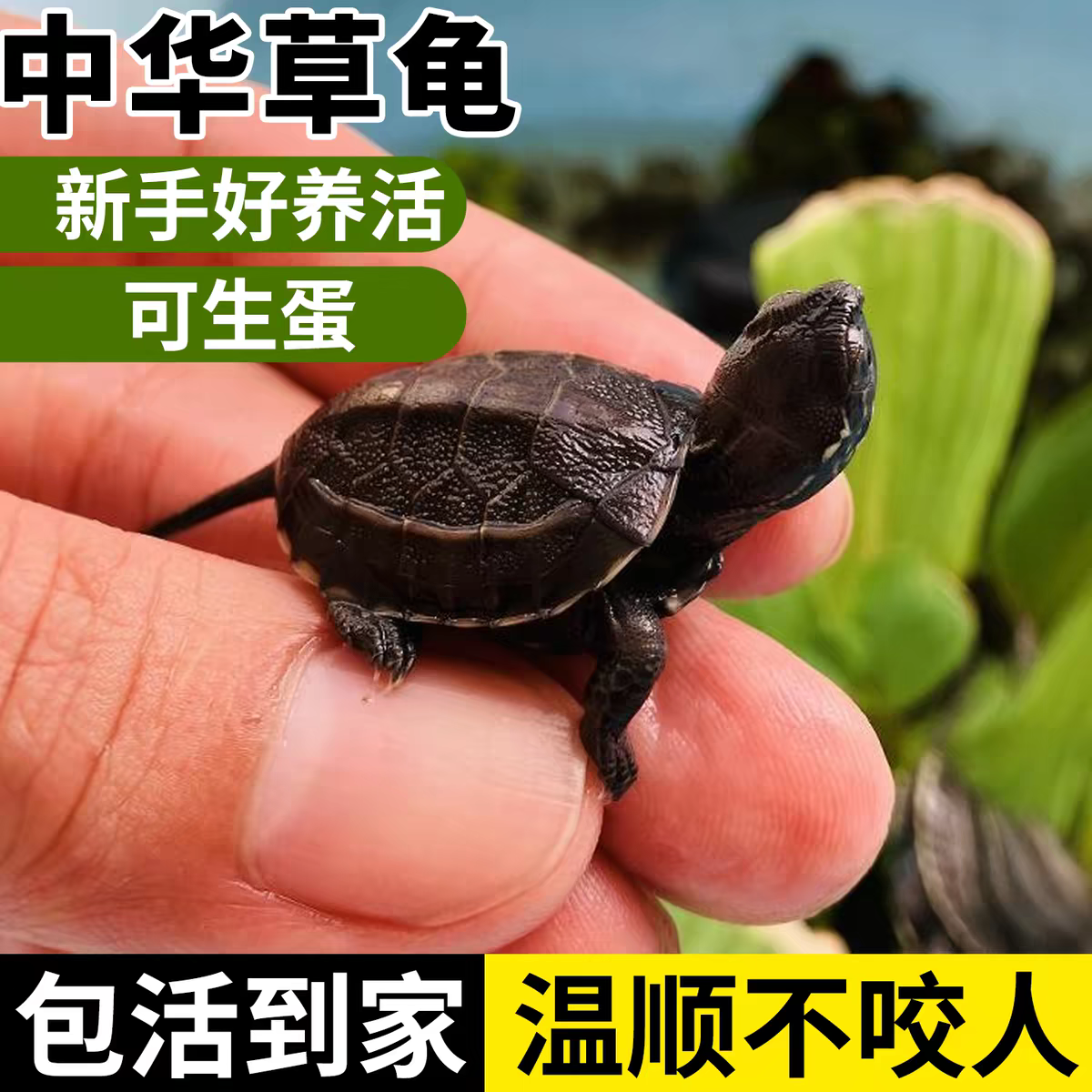 苏北金线中华草龟苗认主人迷你观赏小乌龟活物适合家养的水生宠物
