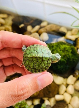 乌龟适合家养的巴西迷你小乌龟活物易存活观赏宠物中华草龟苗认主