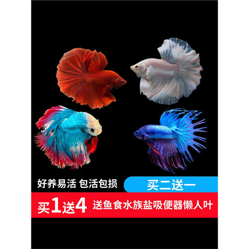 泰国斗鱼活体鱼半月狮王将军公母鱼马尾热带小型淡水宠物鱼免打氧