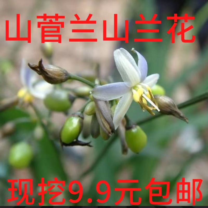 盆栽野山菅兰山猫儿交剪草山兰花