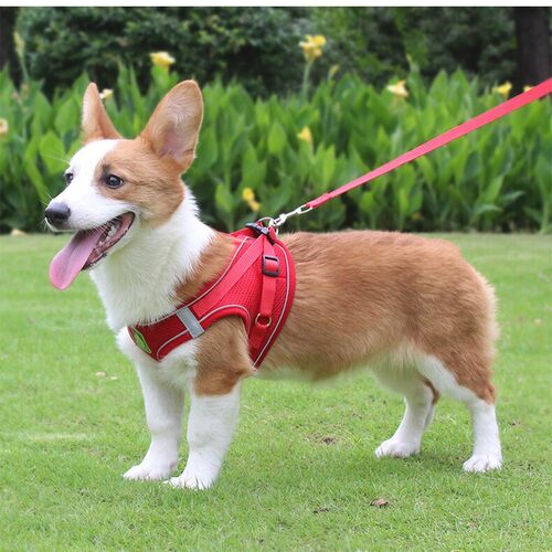 Vest Style Pet Chest Harness Set, Dog Walking Harness Leash