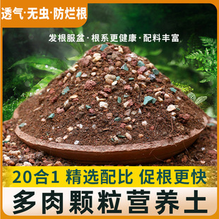 Succulent & Cactus Soil Mix - Well-Draining Potting Soil