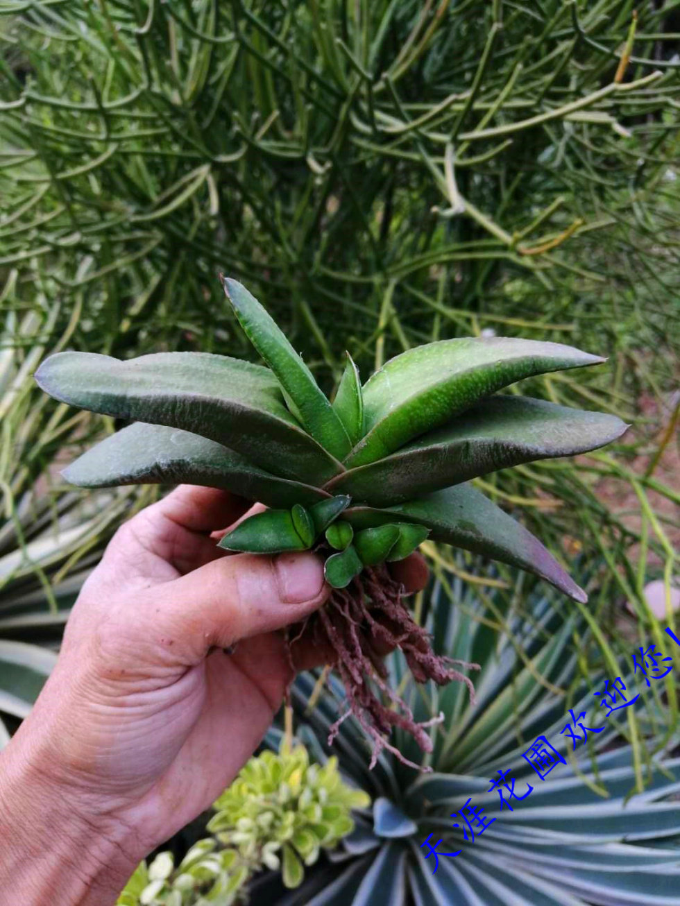 卧牛多肉植物沙漠植物,开花漂亮是一款漂亮的宝贝.
