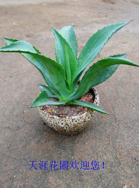 龙舌兰翡翠盘水晶宫狐尾中大型草本沙生植物景观盆栽绿化专用苗。