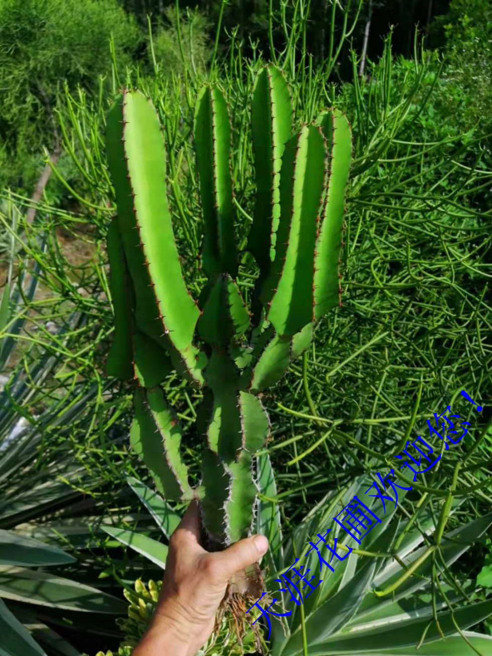 琉璃塔 大缠多肉一款中型大戟科室内外植栽原生态沙生植物.