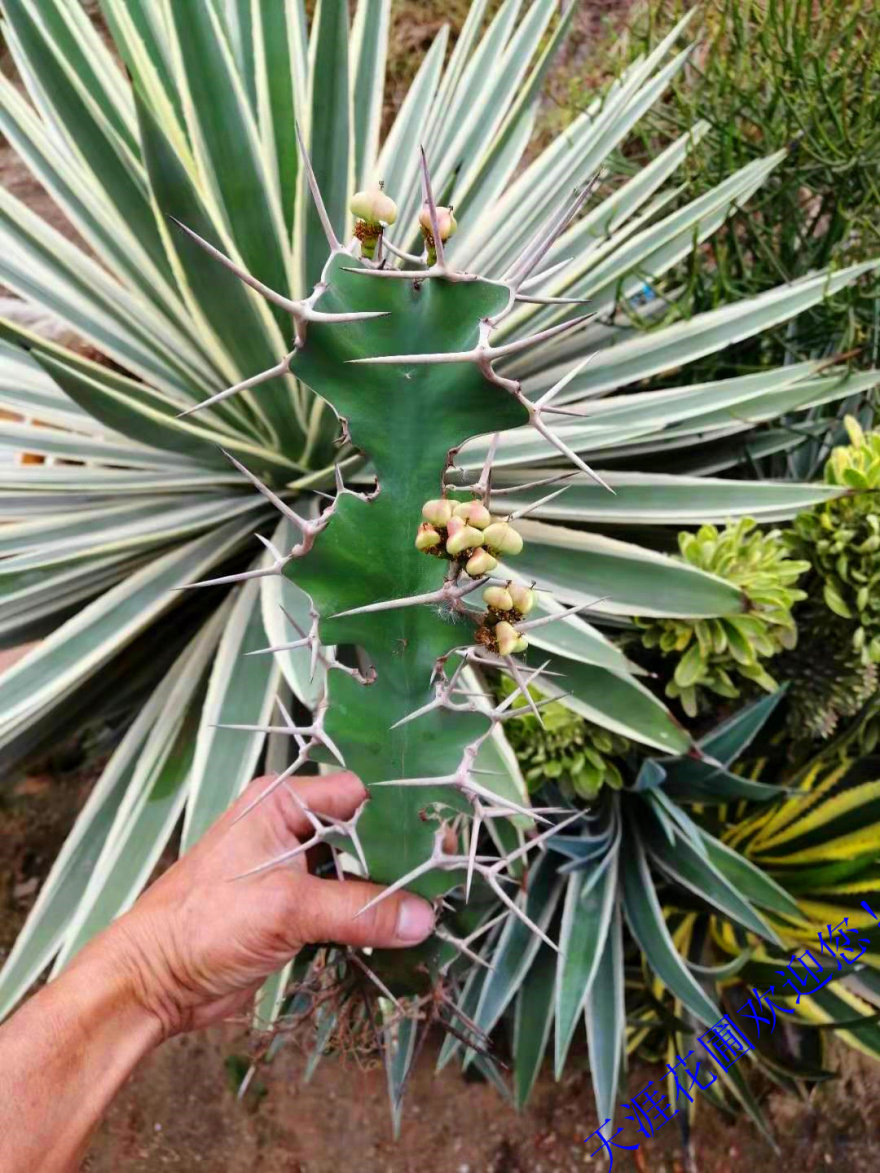 大缠 巴西龙骨 白龙骨 琉璃塔绿色沙漠网红植物大戟科稀少品种.