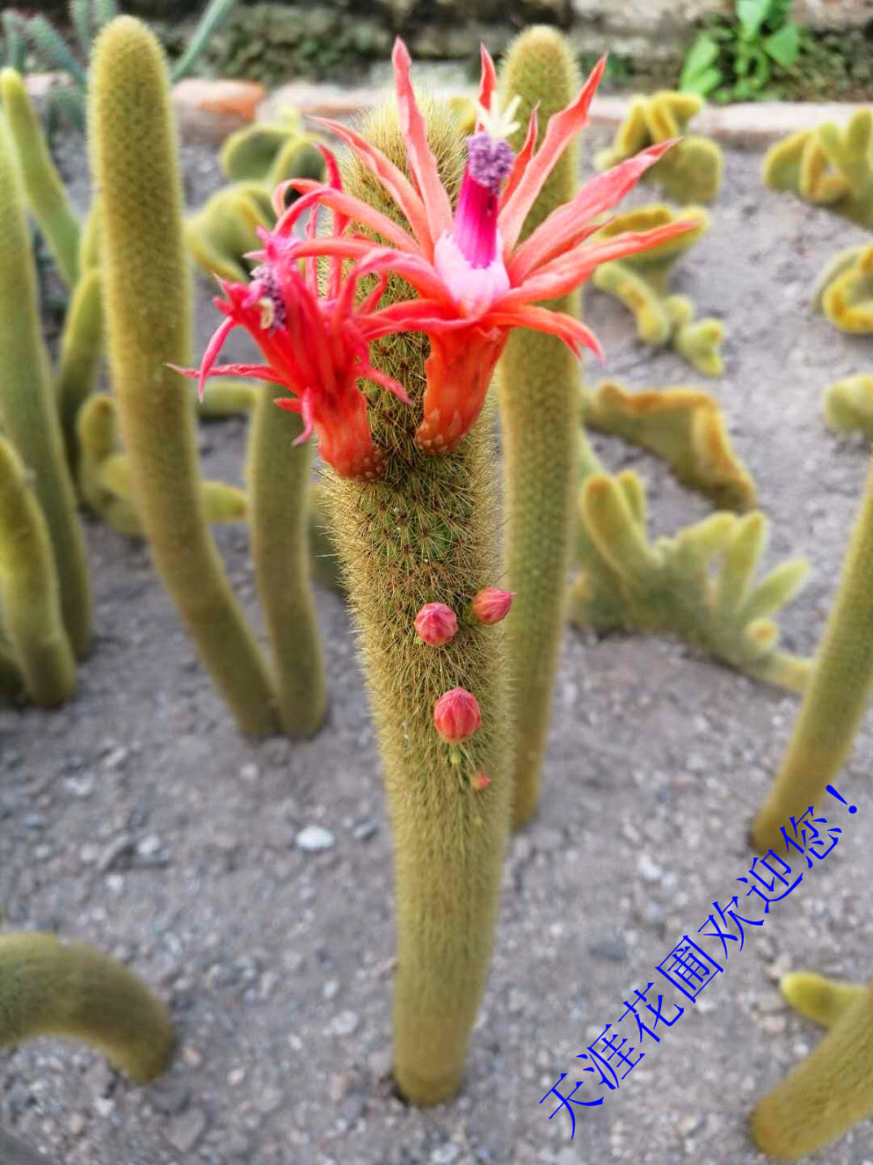 金钮 狐尾柱  猴尾柱 仙人球 金钮锦进口变异鼠尾掌开花漂亮.