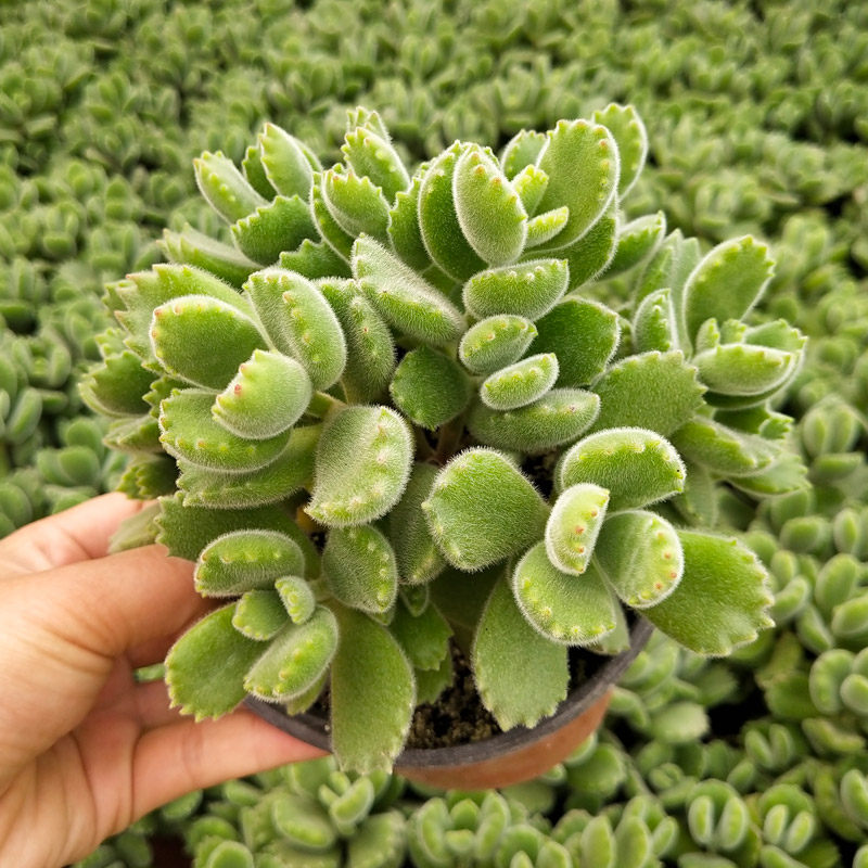 绿植熊童子带盆土超大颗多肉植物