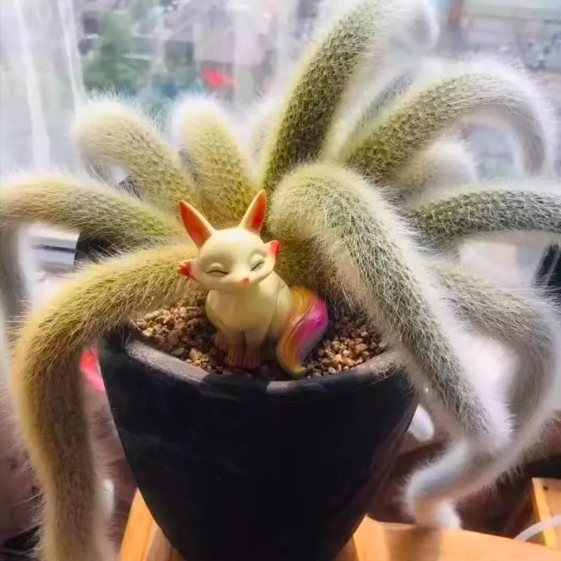 耐旱耐热好养活垂吊观赏植物