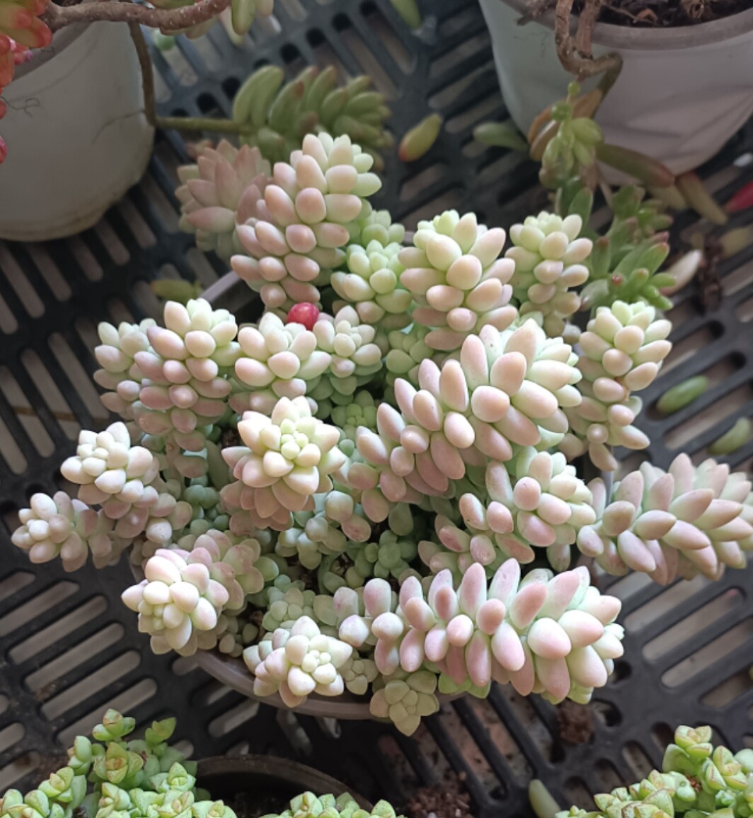 群生好养新玉坠庭院吊篮多肉植物