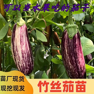 四季高产茄子苗杭茄苗绿长茄苗白长茄苗竹丝茄子苗紫长茄苗白茄苗